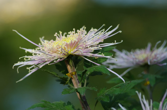 菊花 秋菊 菊园 花园