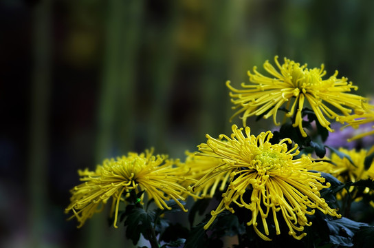 菊花