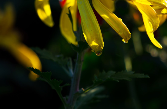 菊花