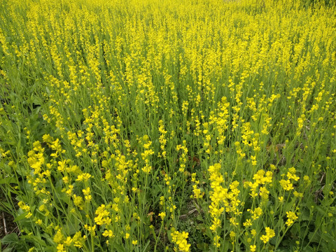 油菜花