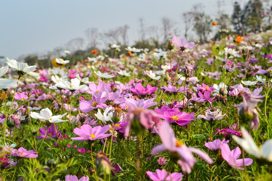 格桑花