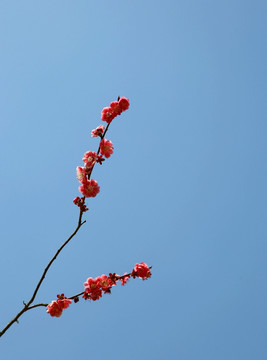 梅花 花朵 植物 红花