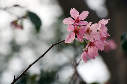 樱花 粉色花