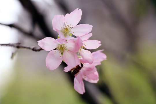 樱花 粉色花 蜜蜂与花