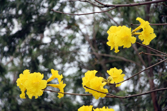 风铃木 黄花