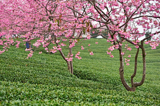 樱花