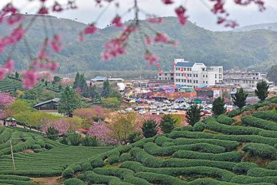 永福樱花