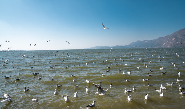 昆明海鸥