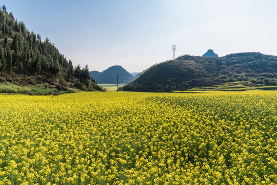 罗平油菜花