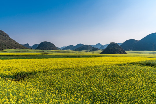 罗平油菜花