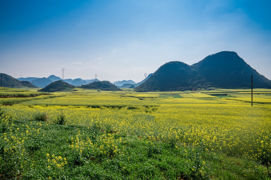 罗平油菜花