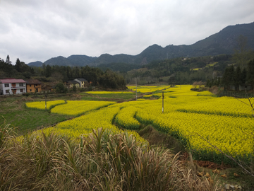 油菜花海