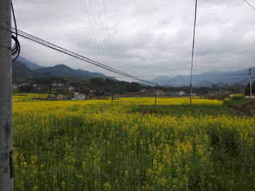 油菜花海