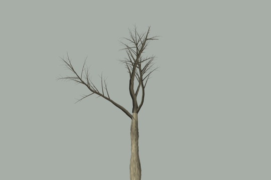 抽象树木