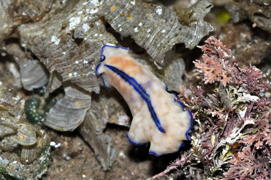 海条纹扁虫