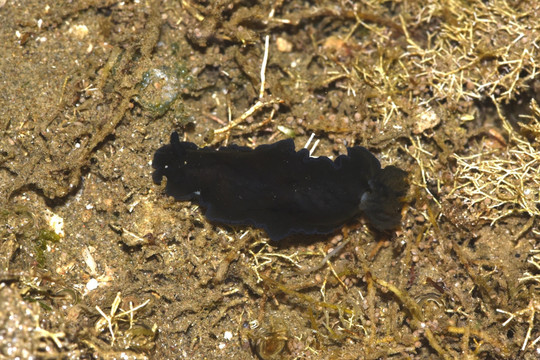黑枝鳃海蛞蝓