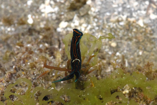 燕尾美丽海蛞蝓