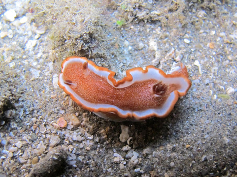 红边多彩海蛞蝓