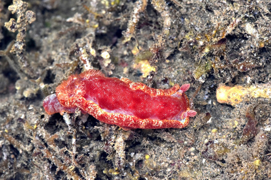 血红六鳃海蛞蝓