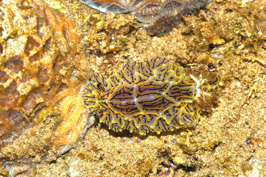 威利盘海蛞蝓