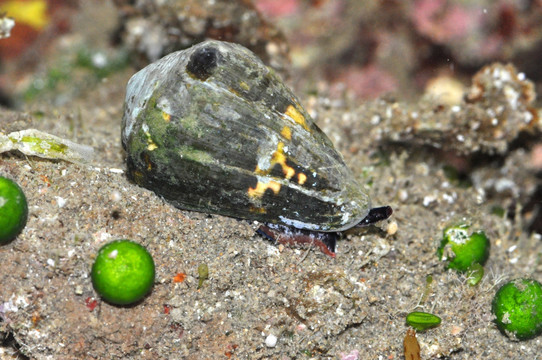 小斑芋螺