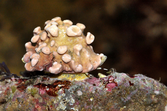黄齿岩螺