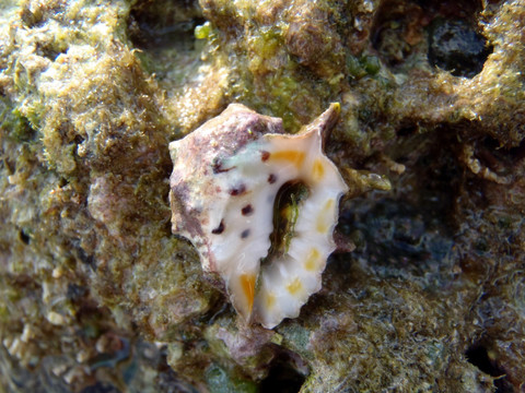 黄齿岩螺