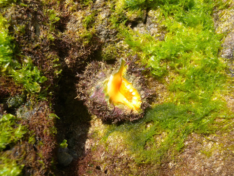 金口岩螺