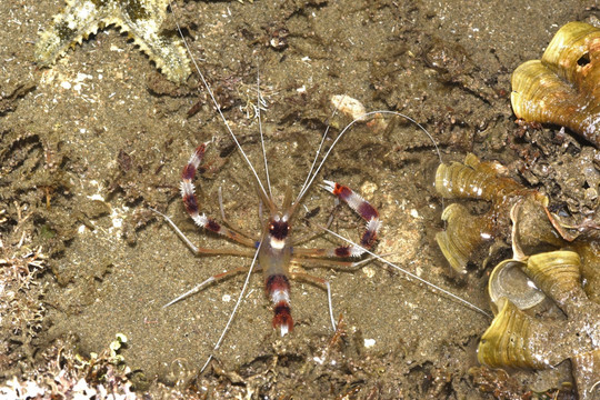 樱花虾