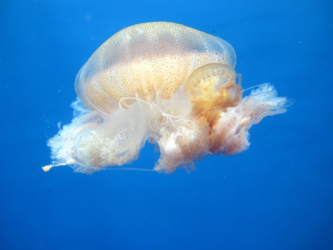 太平洋海刺水母