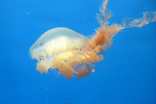 太平洋海刺水母