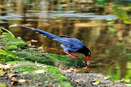 蓝鹊鸟在溪边喝水