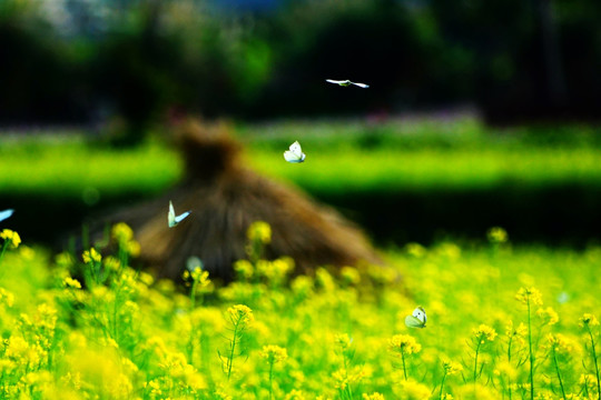 蝴蝶和油菜花