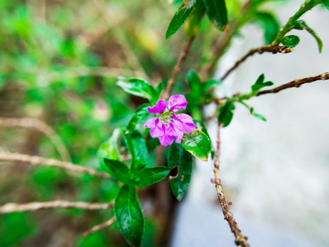 雪茄花