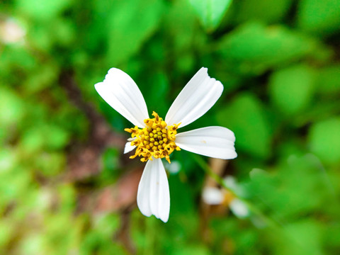 白花鬼针草