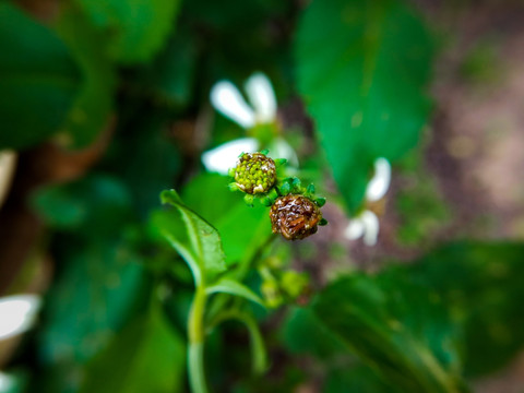 白花鬼针草