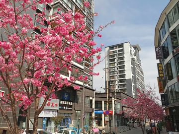 春天城市街景