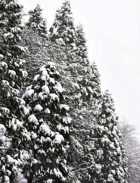 树枝积雪 冬雪