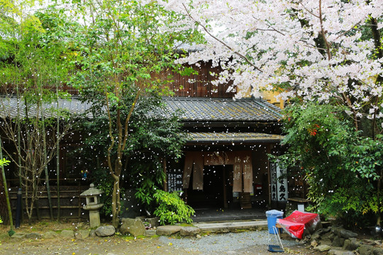 樱吹雪 京都