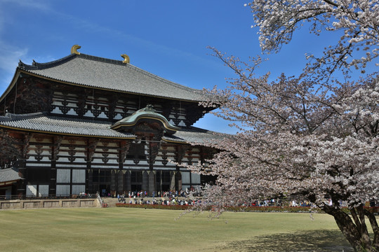 花映东大寺 奈良