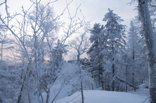 雪乡风景集合树