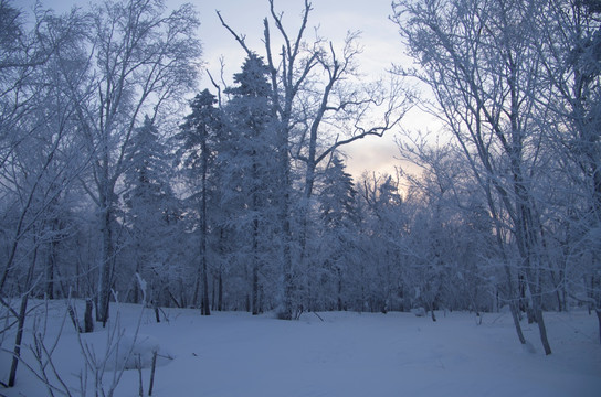 雪乡风景集合树枝