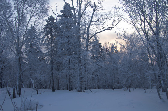 雪乡风景集合松树林