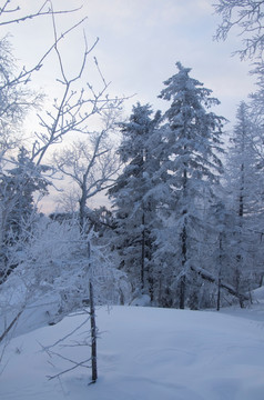 雪乡风景集合雪松树