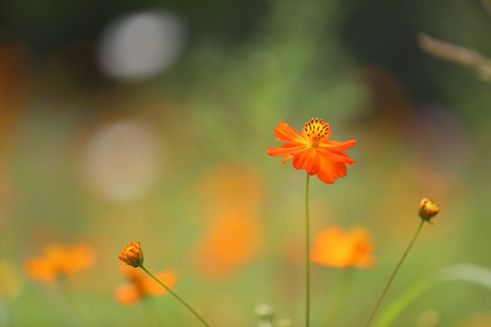 野花