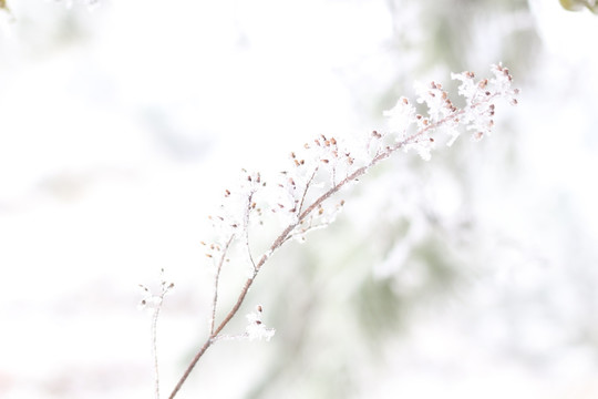 雪景