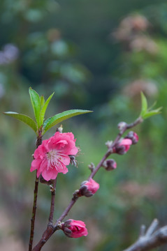 桃花