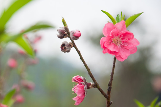 桃花