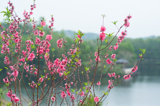 桃花