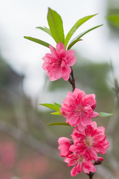 桃花